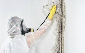 Best Mold Damage Restoration  in Moorefield, WV